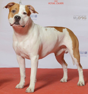 Cachorro: American staffordshire terrier